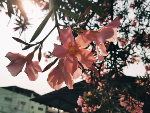 SORRISO DAS FLORES SORRISO DAS FLORES