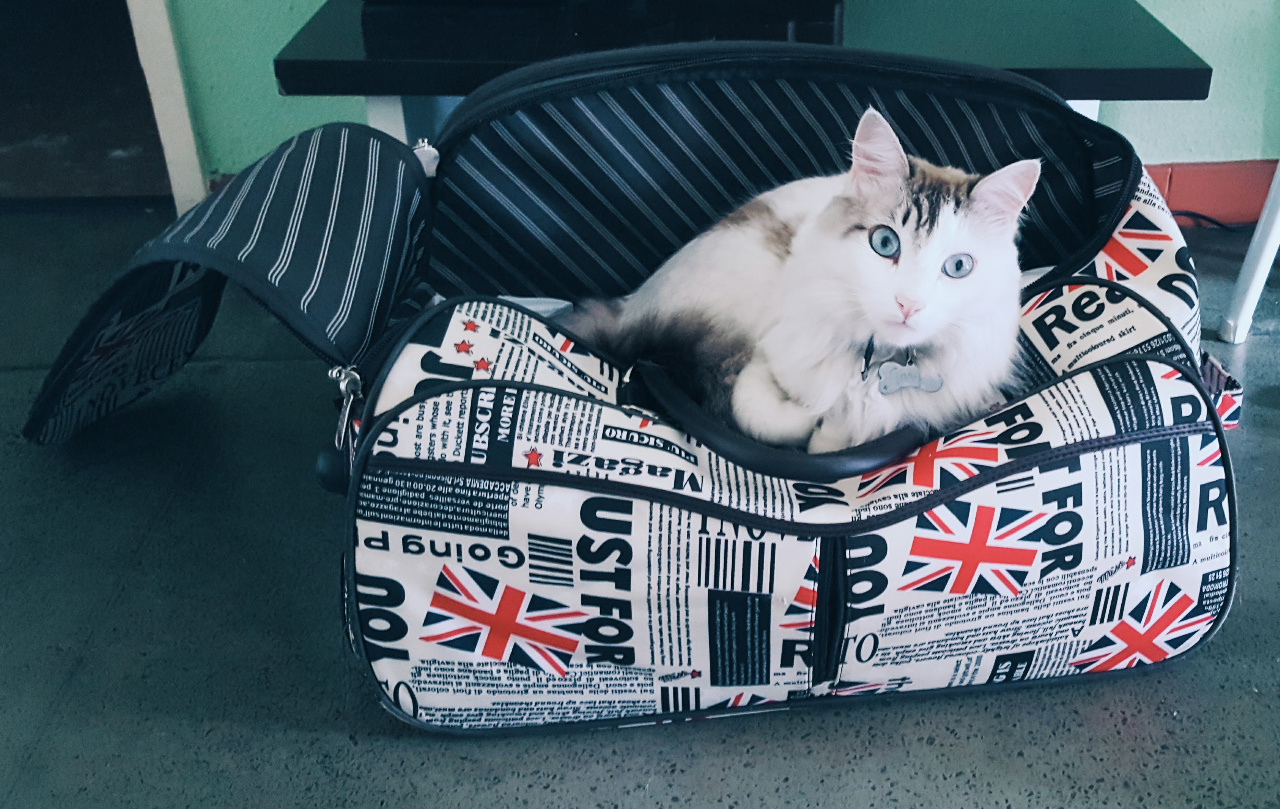 HAICAI FIBROMIÁLGICO