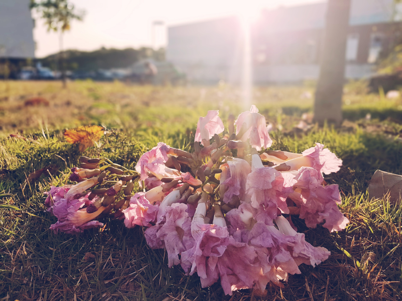 O RELICÁRIO E O ANEL