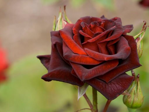 Foi o tempo que dedicaste à tua rosa que a fez tão importante Foi o tempo que dedicaste à tua rosa que a fez tão importante