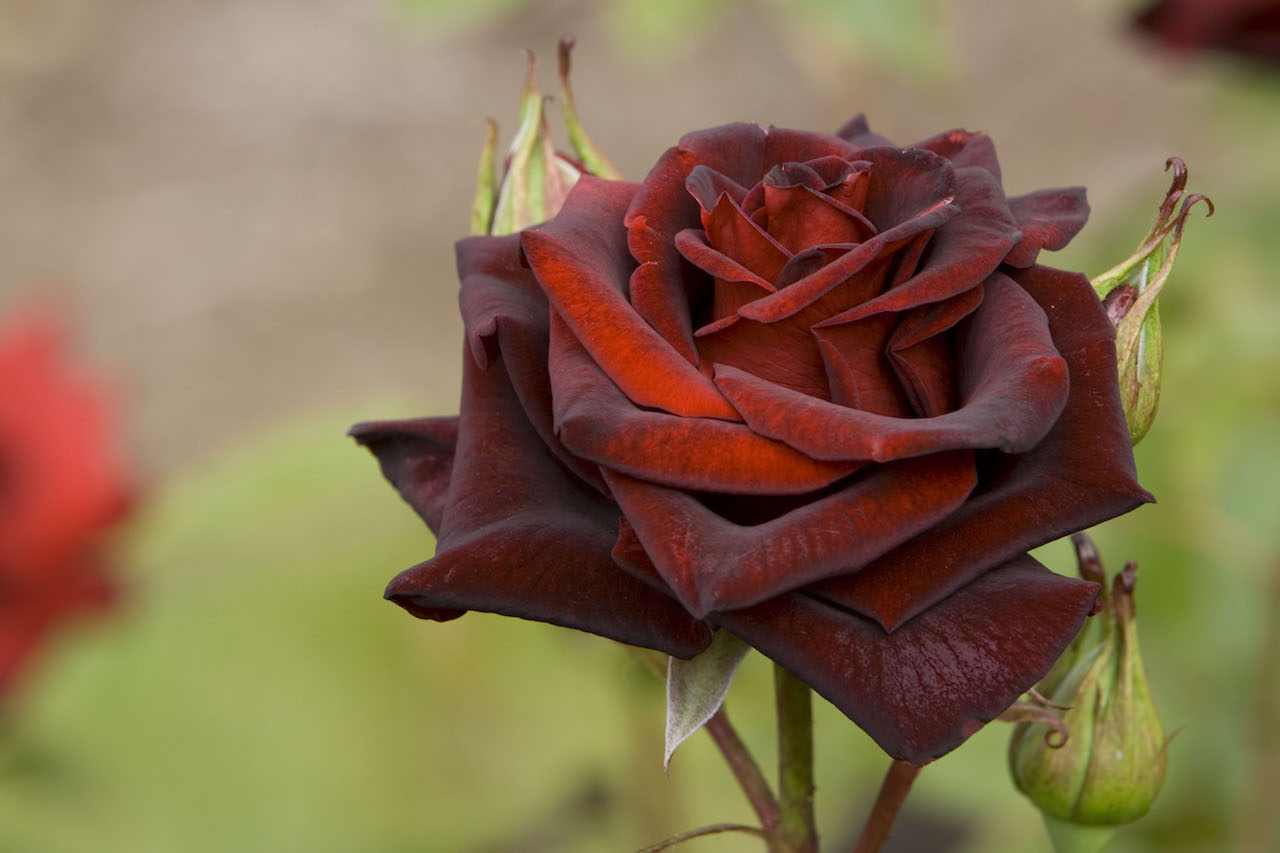 Foi o tempo que dedicaste à tua rosa que a fez tão importante