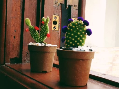 CACTOS AMANHECIDOS CACTOS AMANHECIDOS