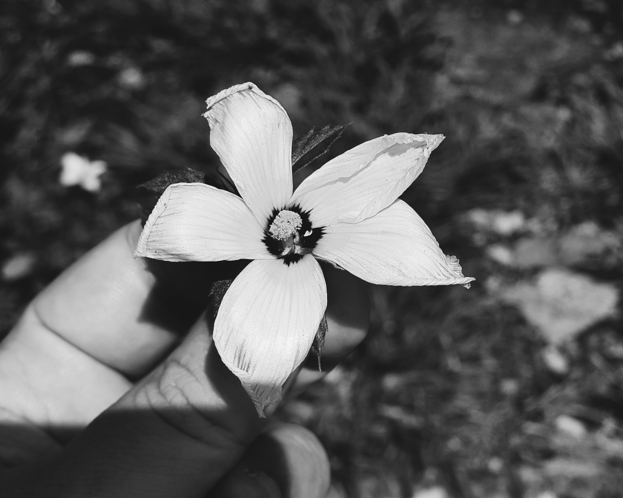 RETRATO EM PRETO E BRANCO